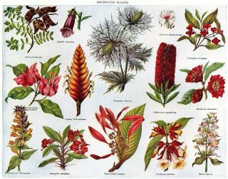PLANTS Digitalis Abrus Bougainvillea Vriesea Eryngium Evonymus 