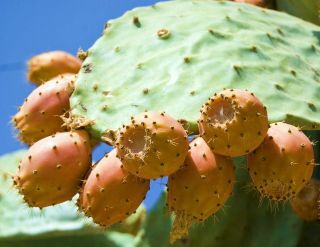 cactus juice in Health & Beauty