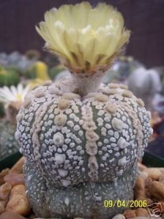 Astrophytum asterias Super KABUTO rare cactus 10 SEEDS