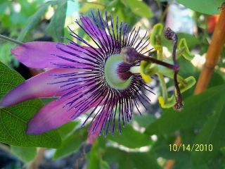 passion flower plant in Plants