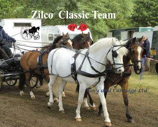   Team Classic Carriage Driving Horse Harness Std Collar Wipe Clean