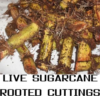 sugar cane plant in Flowers, Trees & Plants