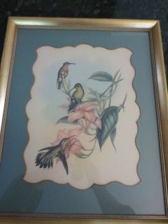 HAND COLORED JOHN GOULD HUMMINGBIRD PRINT SUNGOTT ART CREATIONS NEW 