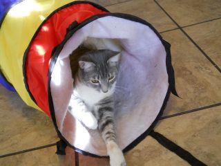   Kitty Play Tunnel Huge and Sturdy See the Video Best Cat Toy