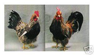 Animal Feathers CHICKEN ROOSTER & HEN LIFESIZE MATCHING