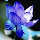 Lotus flower Nelumbo nucifera Blue Aquatic Plants 10 seeds
