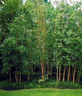    Hedge Bamboo   Bambusa multiplex   4 Pot   Best Indoor Bamboo