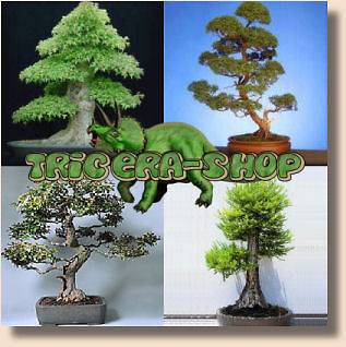 BONSAI TREE Seeds PACK *Trident Juniper Redwood Myrtle