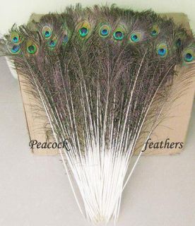 New 50pcs Real, Natural Dye Purple Peacock Tail Feathers 28 32 Inchesh