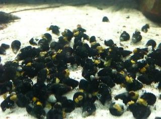 10 SULAWESI YELLOW/GOLD RABBIT SNAILS lives w/ red cherry shrimp
