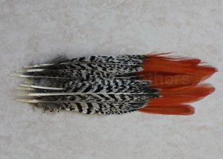 Red/Orange Tipped 8 10 Lady Amherst Amhurst Pheasant Tail Feather 