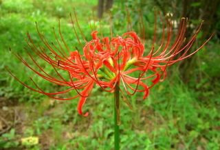30 Red Spider Lily ( Lycoris Radiata) Surprise Lily Bulbs