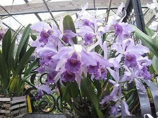 Blue orchid in Orchids