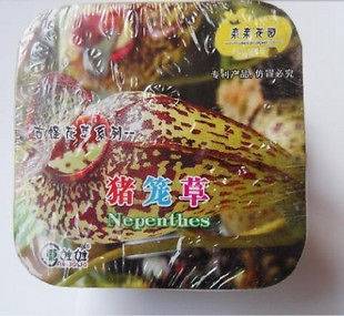 Box Carnivorous Nepenthes Seed & Seeds +Sutrient Soil In Box Easy 