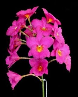 Guaritonia Jean Wilson orchid seedling in 4 pot WITH 2 SPIKES