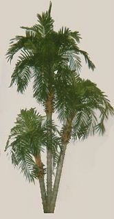   Phoenix Palm X 3 Tree Plant Pool Arrangement Patio Floral Topiary