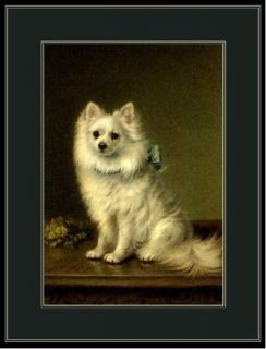 English Print White Pomeranian Pup Dog Art Picture