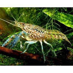   CRAYFISH LIVE FEEDERS FOR LOACHES, PUFFER FISH, CRAB, LOBSTER,TURTLES