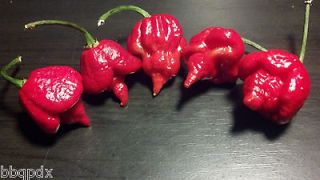   TRINIDAD SCORPION BUTCH T Organic Chili Pepper Seeds 