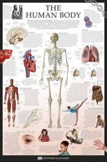 DK Eyewitness Wallcharts   Human Body POSTER 60x90cm NEW * anatomy 