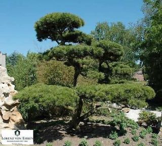 pine tree seeds in Evergreen
