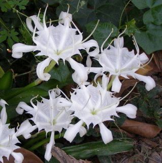   ZEYLANICUM SPIDER WHITE LILY FLOWER 3 BULBS PLANT FRESH + FREE PHYTO