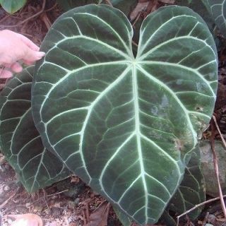 anthurium plant in Plants