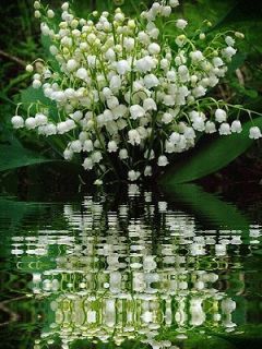 lily of the valley plants in Flowers, Trees & Plants
