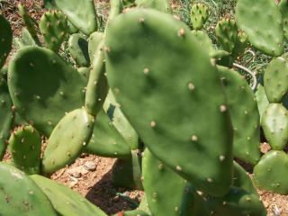 Winter Hardy Eastern Prickly Pear Cacti 4 Unrooted Pads