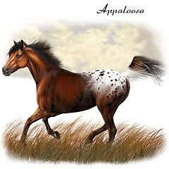 APPALOOSA HORSE GIFT T SHIRT SPORTS HORSES HOBBIES LD