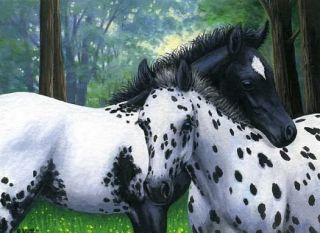 Appaloosa foals horse limited edition aceo print art