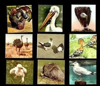 Bird Cards Familia Co Op Of Belgium 1950 Pigeon Turkey