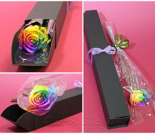 Rose Seed ★ 100 Rare Holland Rainbow Rose Seed China Lover Flower 