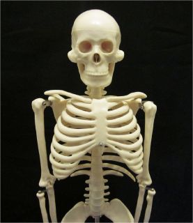 1st QLTY 33.5 HUMAN SKELETON ANATOMICAL MODEL STUDENT/DOCTOR with 