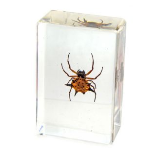   Spider(Gasteracantha hasselci C.L.KOCH) Specimen Paperweight Small