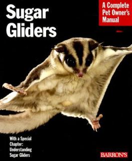Sugar Gliders Everything about Purchase, Nutrition, Behavior, and 