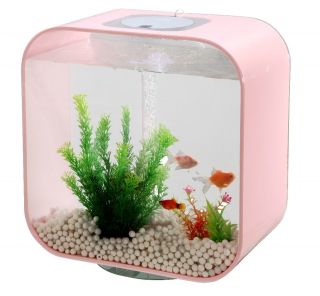 pink fish tank in Aquariums