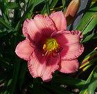 Abraham Lincoln Daylily Plant