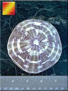 One Green Alfonso Sea Urchin Shell Seashell Large 3  4 Beach 