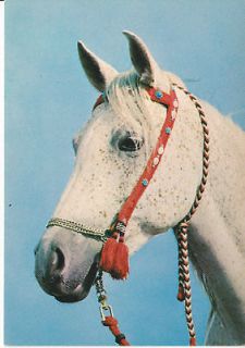 OLDER GREY ARABIAN HORSE POSTCARD   COSTUME HALTER HEADSTUDY