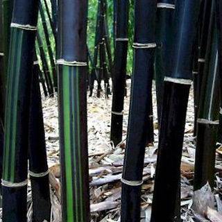 bamboo shades,bamboo blinds,bamboo,bamboo curtains,roll up shades 