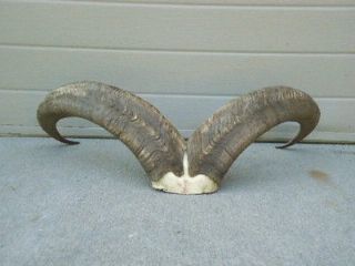 Aoudad ram horns/sheep/antlers/taxidermy/lodge cabin home decor
