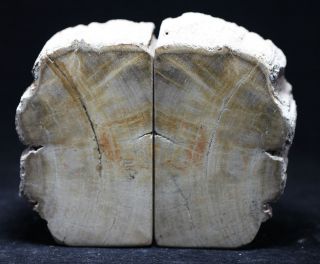 petrified wood bookends in Rocks, Fossils & Minerals
