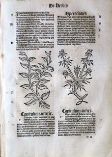 Incunabula,Med​ieval Prtg,Hortus Sanitatis,Pipe​r montanus,Stell 
