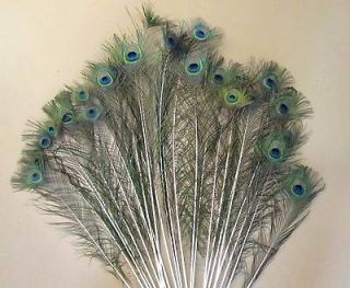   GORGEOUS Peacock EYE Feathers 26 40 Long  Crafts, Wedding, Jewelry