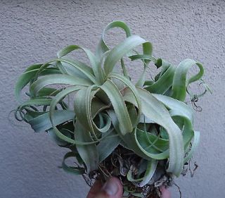 air plant in Bromeliads