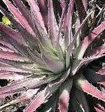 Hechtia Sp Miahuatlan exotic bromeliad succulent cactus Plants seeds 