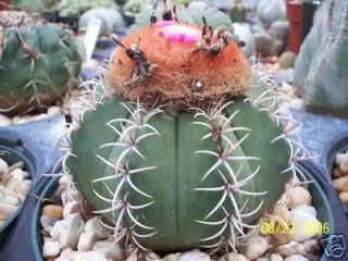Melocactus matanzanus @ cacti rare cactus seed 50 SEEDS