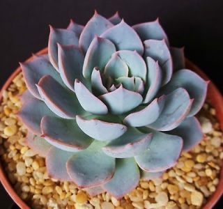   cultivar subsessillis rare blue color succulent cactus plant 4 pot