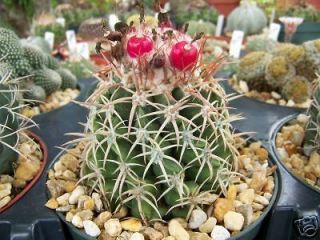 Melocactus dowsonii cacti rare cactus seed 50 SEEDS